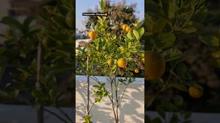 Calamondin Oranges 🍊 terracegarden fruit shorts [upl. by Divod]