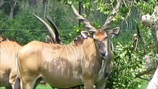 Giant Eland at White Oak [upl. by Tandy]