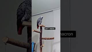 🤣🤣🙈 cuteparrot parrot perroquets pets grisdugabon cute funny [upl. by Vivyanne]