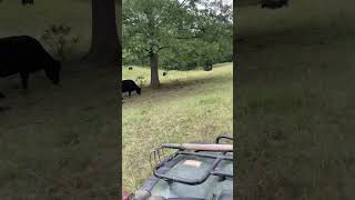 Out riding my four wheeler checking cows [upl. by Woodsum226]