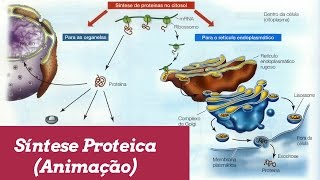 Transcrição e Tradução  Animação [upl. by Eimareg]