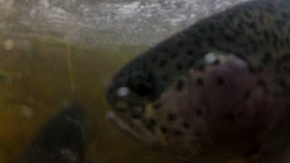 Trout Stocking at Lake Atwood in The Hollows [upl. by Gradeigh]