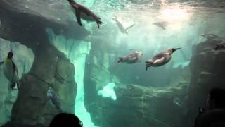 Adorable Penguins And Shamu Up Close At Seaworld Orlando 31614 [upl. by Grubb]