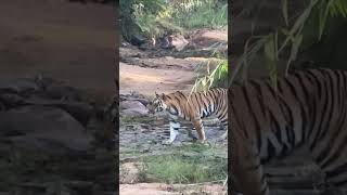 Tiger Sighting  Tiger Attack  Bandhavgarh Tiger Reserve  Jim corbett National Park [upl. by Hut730]