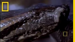 Anaconda Birth  National Geographic [upl. by Pacifica]