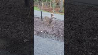 quotLegendquot Deer at Woodloch [upl. by Savory]