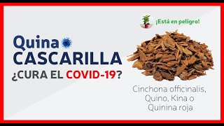 La Cascarilla 🌳 el árbol milagroso símbolo de Ecuador  Quina  Quinina  Cinchona Officinalis [upl. by Nehepts745]