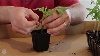 Grafting tomato plants [upl. by Ellard]