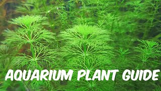 Aquarium Plant Guide Limnophila sessiliflora [upl. by Allain182]