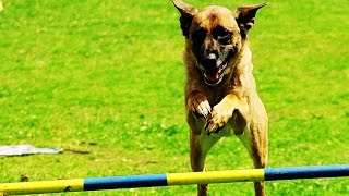 Agility Der Hundesport [upl. by Aipotu870]