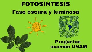 FOTOSÍNTESIS Fase luminosa y fase oscura  Preguntas examen UNAM [upl. by Mackler815]