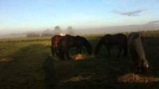 Wild Mustang Herd Stallion Kills Foal Horse Killed by Lightening  Rick Gore Horsemanship [upl. by Merridie]