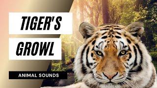 The Animal Sounds Tigers Growl  Sound Effect  Animation [upl. by Kristen]