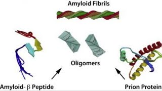 ALTERED CONFORMATIONS OF PROTEIN PRION AND AMYLOID FORMATION BIOCHEMISTRY [upl. by Anjela588]