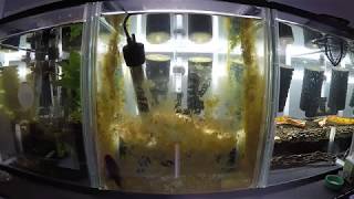 Common Bristlenose Catfish Clean Up in Action  Time Lapse [upl. by Springer660]