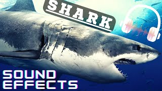 Real Shark Sound effect  Shark sounds [upl. by Harehs]