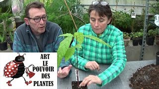 Conseils jardinage Avocat Comment faire pousser un avocatier à la maison semis Plante verte [upl. by Aivatnuahs]