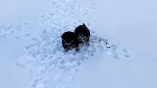 20 degrees two injured puppies sat trembling in the snow field and crying in despair [upl. by Anin]