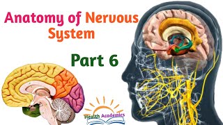 Anatomy of Nervous System CerebellumVentricles of Brain Helpful Video with Amharic Speech Part 6 [upl. by Ateerys]