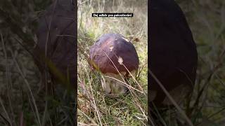 Pohádková houbařina mushroom fungi houby grzyby nature boletus porcini hribi pilze asmr [upl. by Katrina]