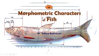 44 Morphometric Characters of Fish How to measure FishMeasuring Fish for Taxonomy [upl. by Elockin126]