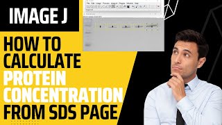 How to calculate protein concentration from SDS PAGE Gel using Image J free image analysis tool [upl. by Tynan449]