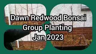 Dawn Redwood Bonsai Group Planting Jan 2023 [upl. by Ihana849]