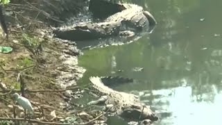 Crocs in the city river thrills Vadodara locals [upl. by Lizzy]