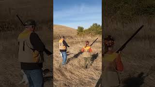 Birds moving pheasanthunting pointer pheasants hunting huntingdog birdhunt birddog gsp [upl. by Seely401]