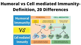 Humoral vs Cell mediated Immunity Definition 20 Differences [upl. by Dill]