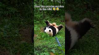 How can pandas survive in the wild 🤣🤣🐼🐼 [upl. by Joeann50]