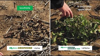 Find out how Nufarm DROPZONE compares in our Toowoomba Field Demonstration [upl. by Bornie]