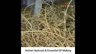 Vetiver Herb water Hydrosol  Making Video [upl. by Marabelle]