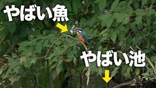 外来種まみれの終わってる池でやっとあの鳥を発見！ 《α6700野鳥撮影》 [upl. by Arik]