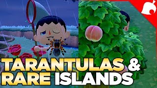 240000 of Tarantulas amp A Rare Fruit Island in 1 Night Animal Crossing New Horizons [upl. by Voccola]