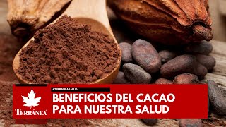 10 Beneficios del CACAO 100 puro para la SALUD  Terránea [upl. by Adiene]