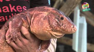 ReptilTV  Folge 25  Unsere Top Five Reptilien [upl. by Sergent896]