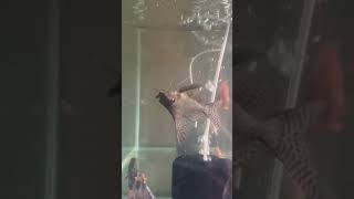 Gave snails to fish shop viralvideo aquarium fishhobbyist bangalore tamil [upl. by Thaddus]