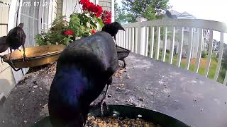 Daily Grackles being Grackles and visiting with a young one [upl. by Gabi]