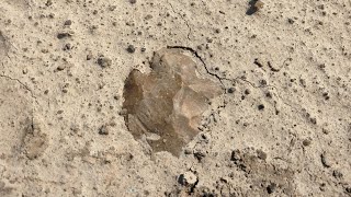 When the creeks dry up hit the fields  Arrowhead Hunting Missouri [upl. by Burget880]