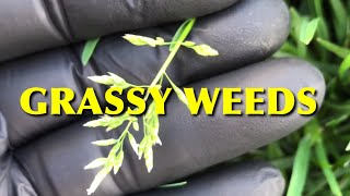 How To Kill Grassy Weeds In The Lawn [upl. by Baugh]