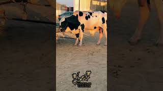 Beauty Mashallah🔥 bakraeidspecial cow mandiseason season 2025 youtube youtubeshorts ytshorts [upl. by Arrak]