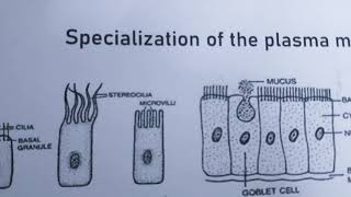 BiologyClass11 Modification of plasma membrane [upl. by Naelopan964]