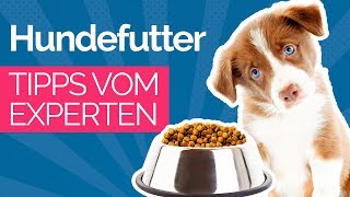 HUNDEFUTTER Trockenfutter Nassfutter oder Barf Daran erkennst Du gutes Hundefutter dog food [upl. by Leena]