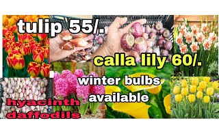 winter flower bulbs availableTulip hyacinth daffodils anemone सर्दियों के बल्बस उपलब्ध हैं [upl. by Adamek]