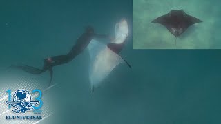 Mantarraya gigante pide ayuda a buceadores [upl. by Ennovahs976]