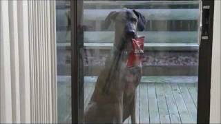 Doritos  Mans Best Friend Super Bowl Commercial 2012 [upl. by Brandie432]