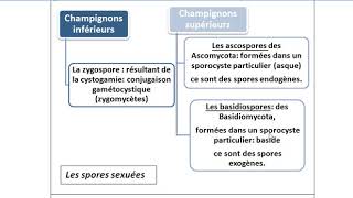 La mycologie partie 8 le type de spores fructification mode de vie des champignons [upl. by Nnylear]