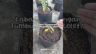 Zpt atonik membantu merangsang pertumbuhan akar dan daun 🌱 tips berkebun tutorial [upl. by Alletnahs]