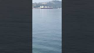 harbour seal off Belcarra nature hiking [upl. by Paulette]